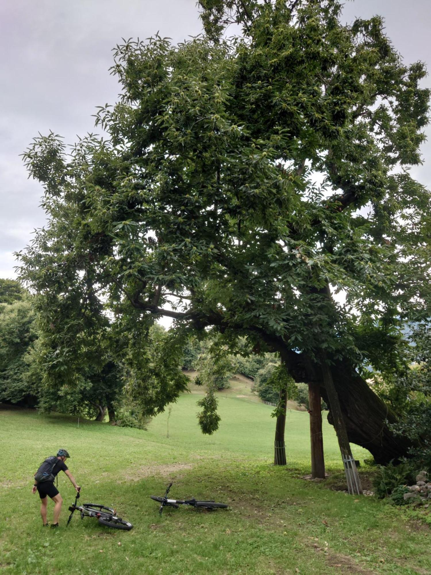 Appartamenti Villa Belvedere Arco Dış mekan fotoğraf